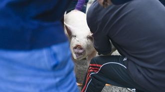 Imagen de archivo de una matanza en la aldea de Xunqueira de Espada&ntilde;edo.