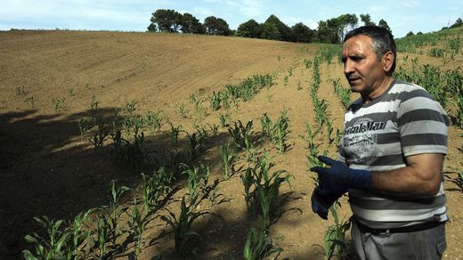 LAL&Iacute;N. Gonzalo Castro y su mujer Lourdes Saa regentan una explotaci&oacute;n de vacuno en Palmou. Son cincuenta vacas que se alimentaban en gran parte todo el a&ntilde;o a costa de la producci&oacute;n de ma&iacute;z que recolectaban en varias fincas. Ahora se plantean cerrar