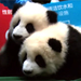 Nacen seis parejas de gemelos de osos panda en China