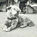 Publican un foto in&eacute;dita de Hachiko, el perro que esper&oacute; diez a&ntilde;os a su amo muerto