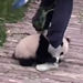 La increíble insistencia de un pequeño panda que no quiere soltar la pierna de su cuidador
