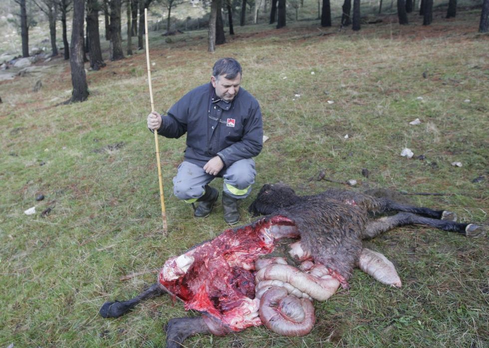 Imagen de un reciente ataque de lobos, en este caso en el monte San Roque, en Viveiro.