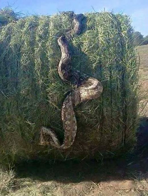 La imagen se ha convertido en un fenómeno viral en las redes.