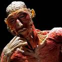EXPOSICI�N BODIES DE GUNTHER VON HAGENS
