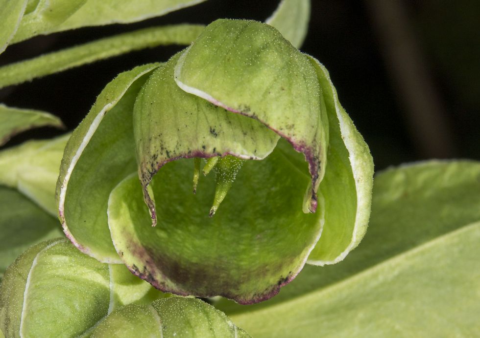 Primera floración en el valle de Lemos