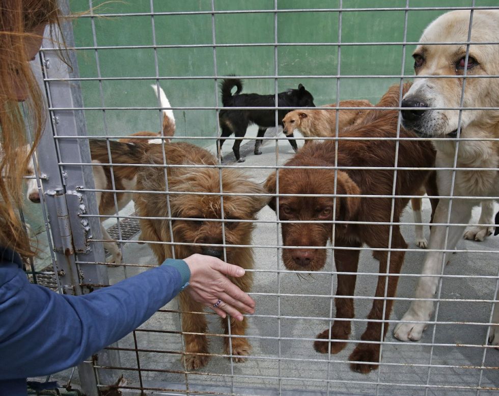 billetera Grifo trabajo duro Cerca de 400 canes esperan un hogar en las perreras ourensanas