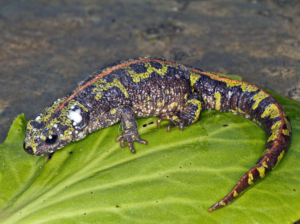 Los tritones aún son un bioindicador de la calidad del agua