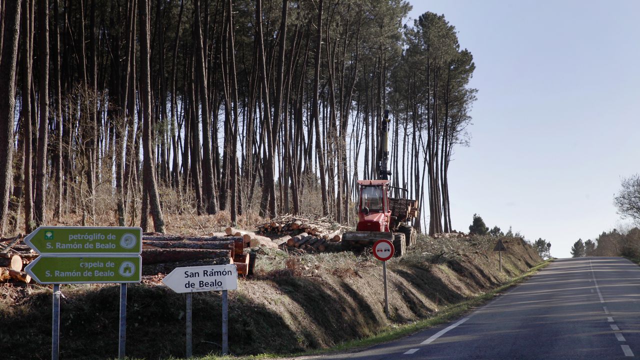 El control de la ley contraincendios obliga a cortar cientos de árboles