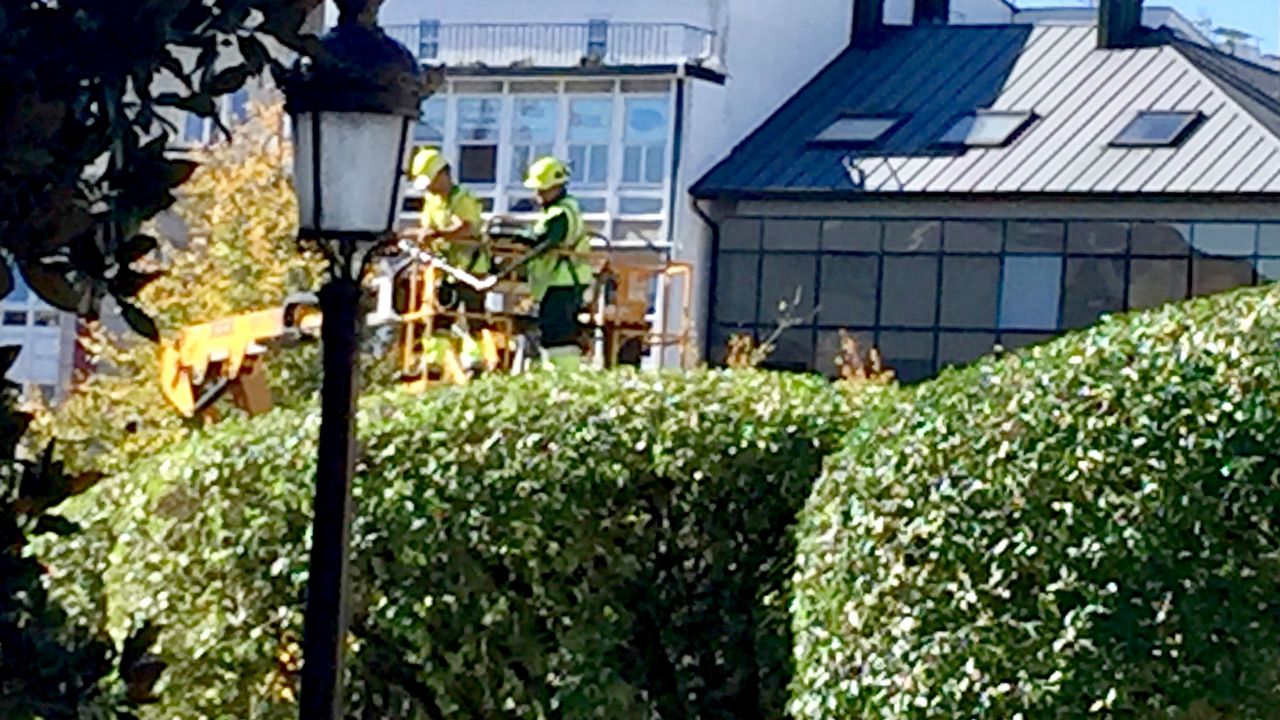 Poda en el arbolado público mientras los setos privados invaden la acera