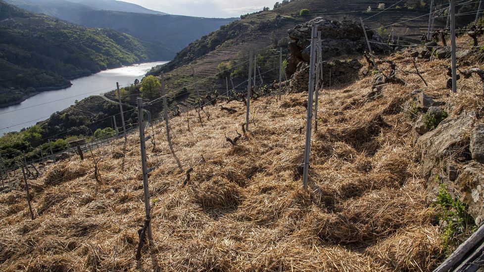 Las cubiertas de paja ganan terreno en el viñedo como alternativa a los