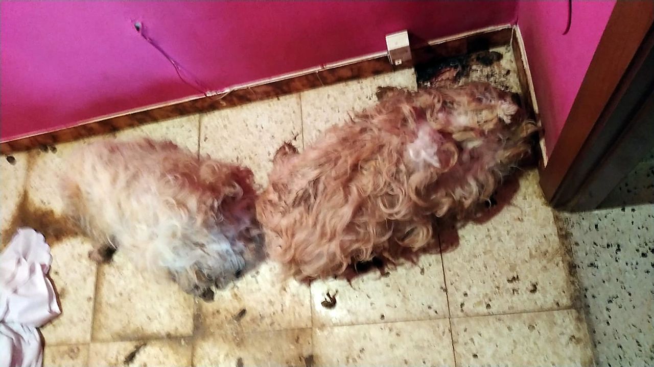 El hallazgo de dos perros muertos en Lugo lleva a los animalistas a pedir  un registro
