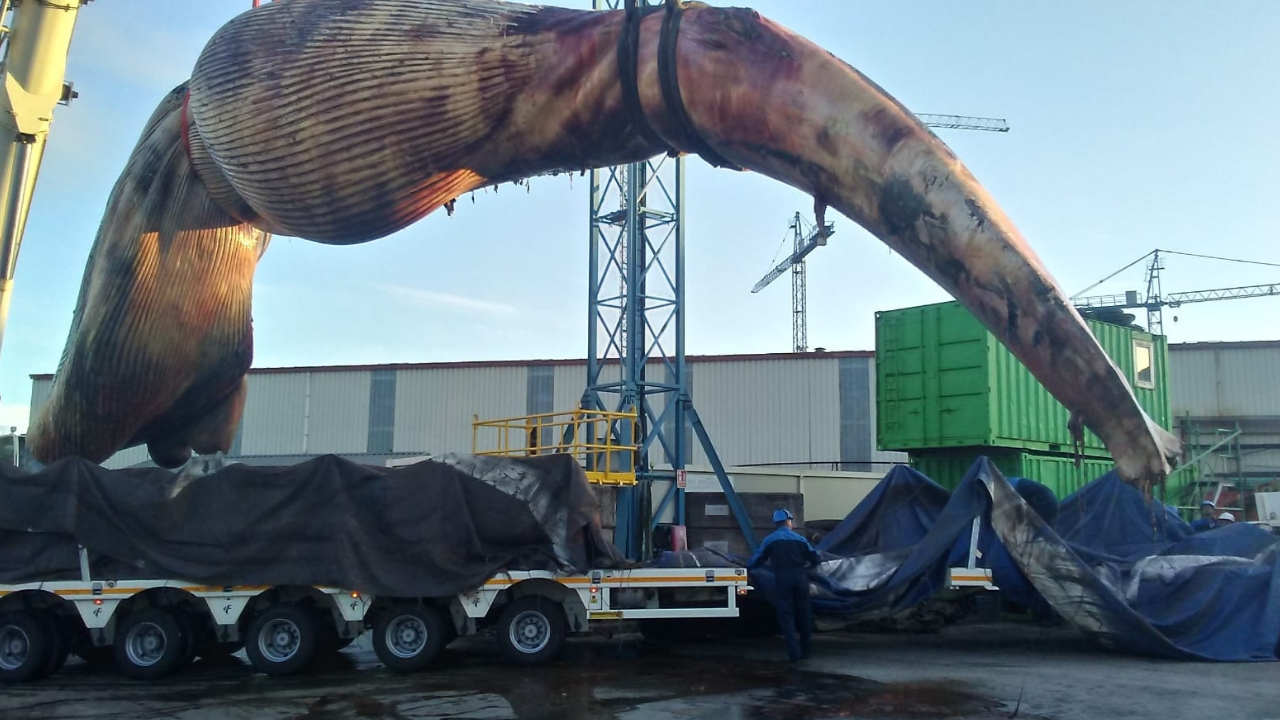 Сердце синего кита весит семьсот килограммов. Вес кита кашалота. Огромный кит. Самый гигантский кит. Гигантский синий кит.