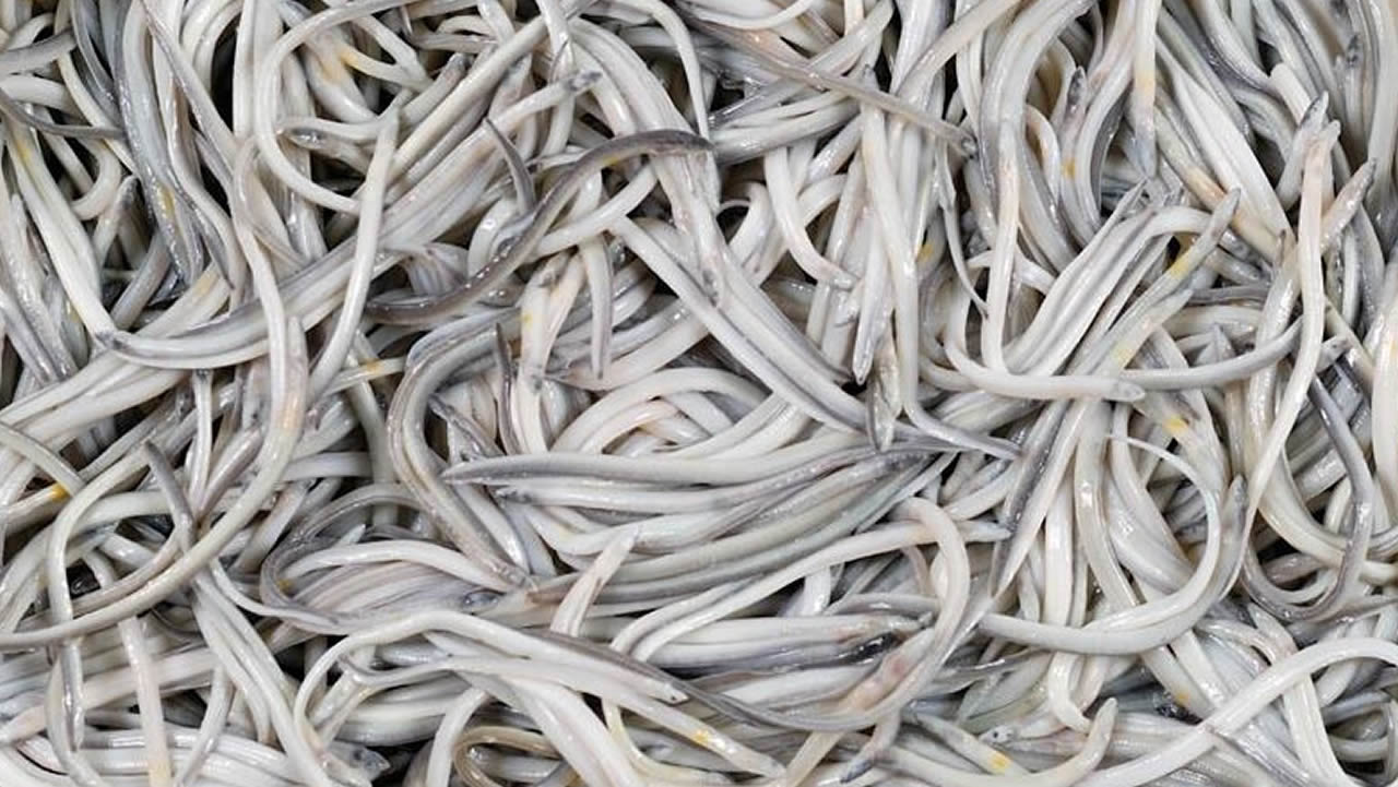 Мальки угря. Стекловидная личинка угря. Мальки угря. Малек вьюна. Европейский речной угорь малек.