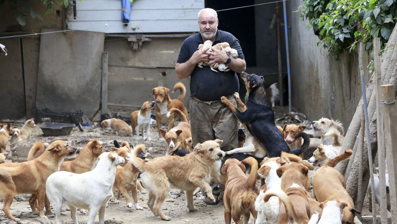 Más de 70 perros malviven en una casa okupada de la Avenida de Madrid