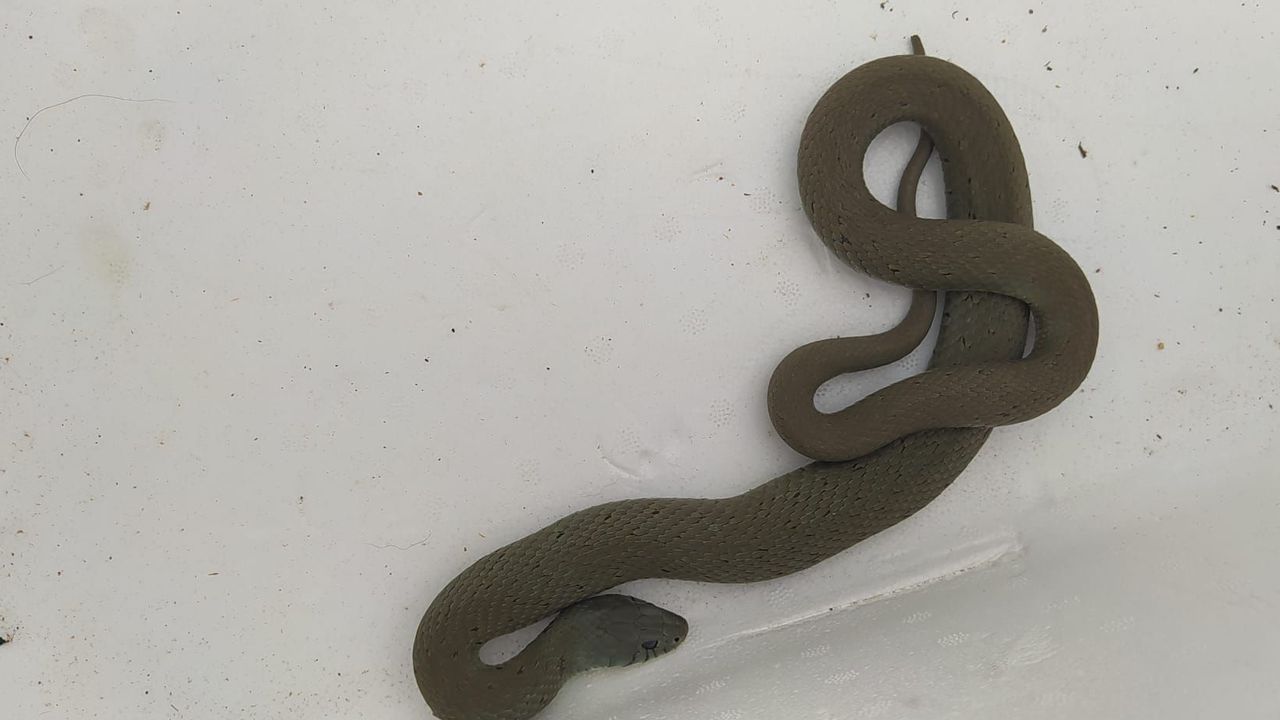temperamento laberinto Persona australiana Recogen una serpiente de collar en una finca de Guitiriz