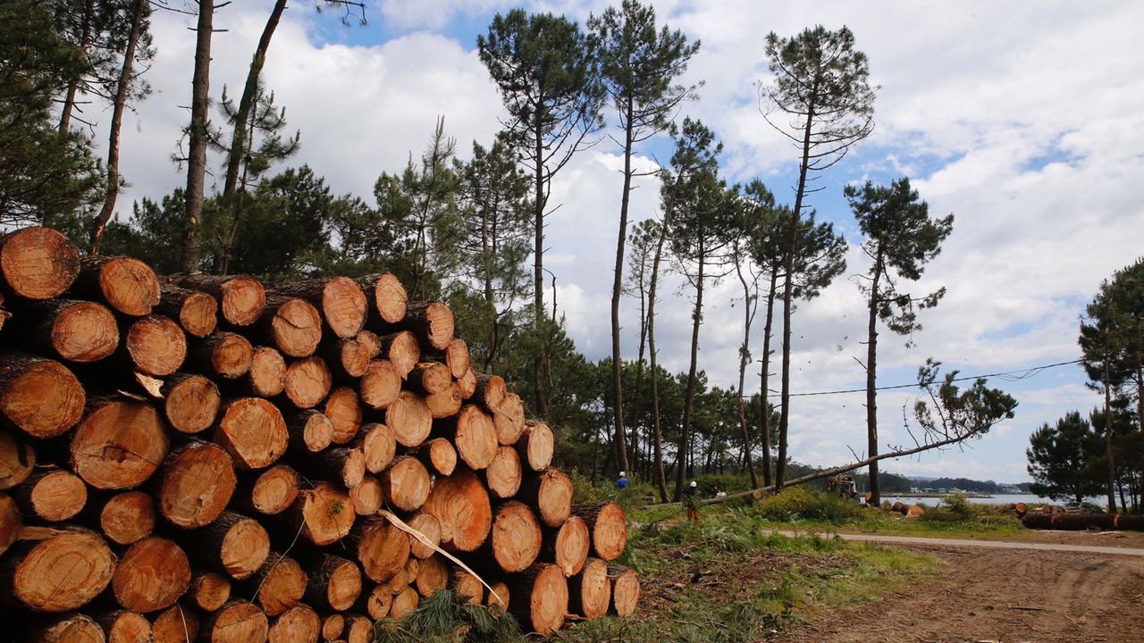 Críticas vecinales por una tala de árboles en San Miguel