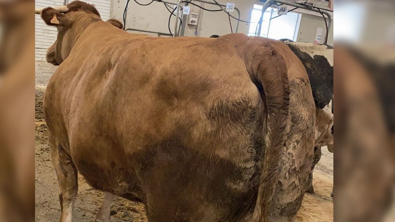 De Chantada Lugo: el viaje de la vaca que batió un récord de precio en Silleda - Vimarsana News