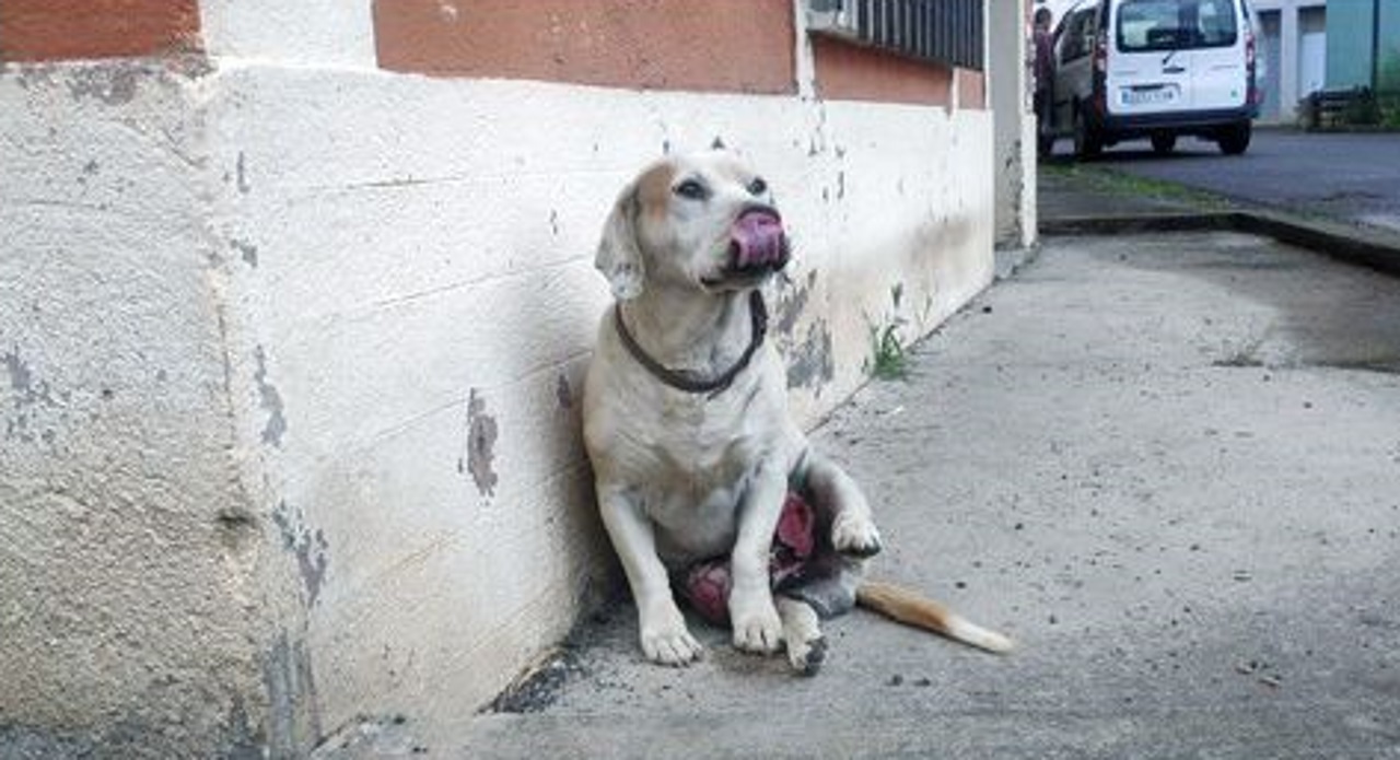 Una protectora vasca avisa de que un perro arrastraba un gran tumor por el centro de As Nogais - Vimarsana News