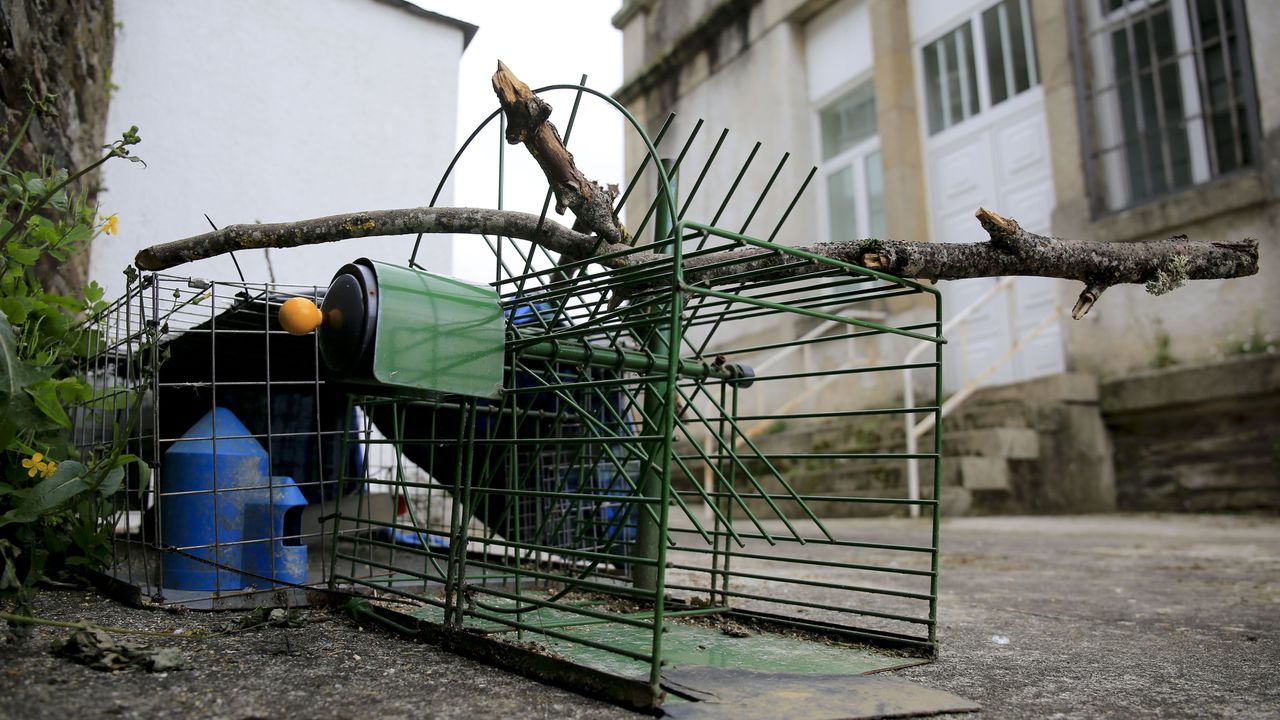 Trampas para Palomas, Jaulas