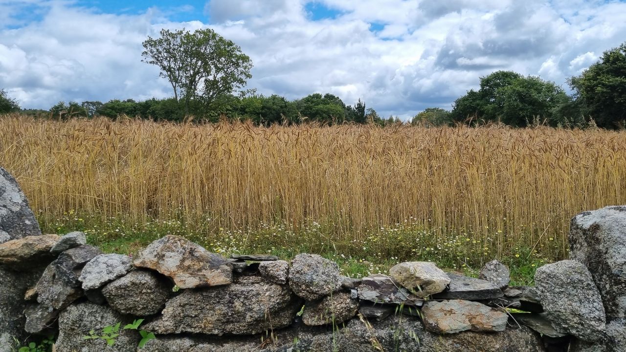 ¿Qué se puede hacer para que el trigo se cultive más en Galicia? - Vimarsana News