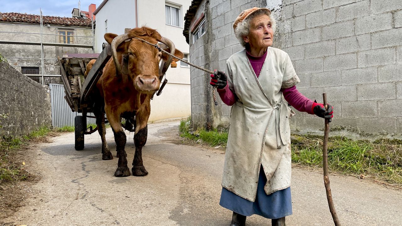 Herminia, una vieja tejedora que aún conduce su carro con la vaca por Oza - Vimarsana News