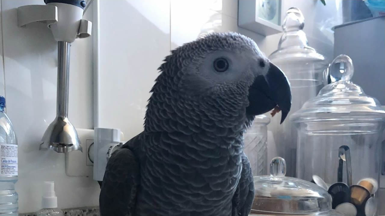 Aparece el loro que cantaba «Oye,