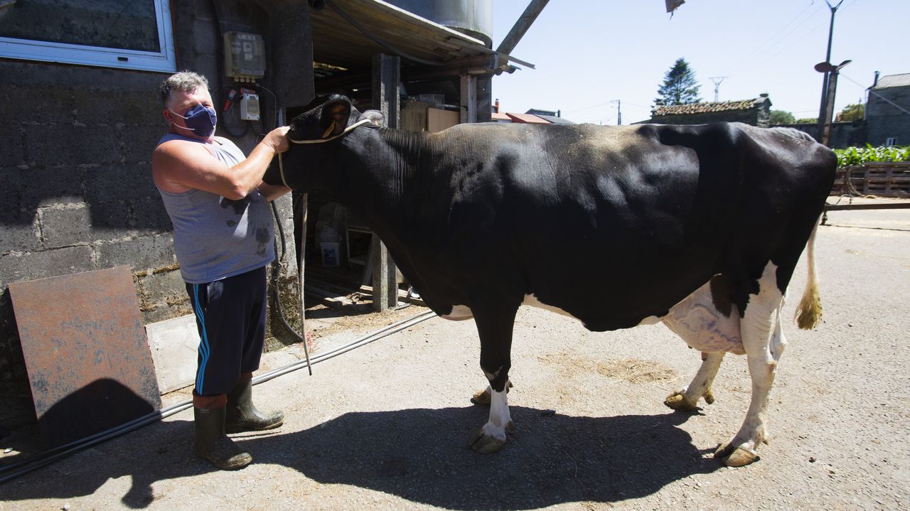 Eugenia, Campiña y Perlita, las vacas gallegas que mas leche producen - Vimarsana News