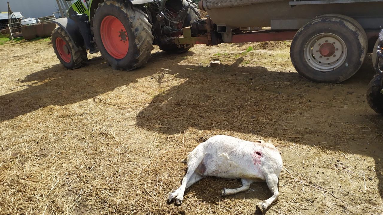 Balidos y cencerros de ovejas y cabras resuenan en Madrid
