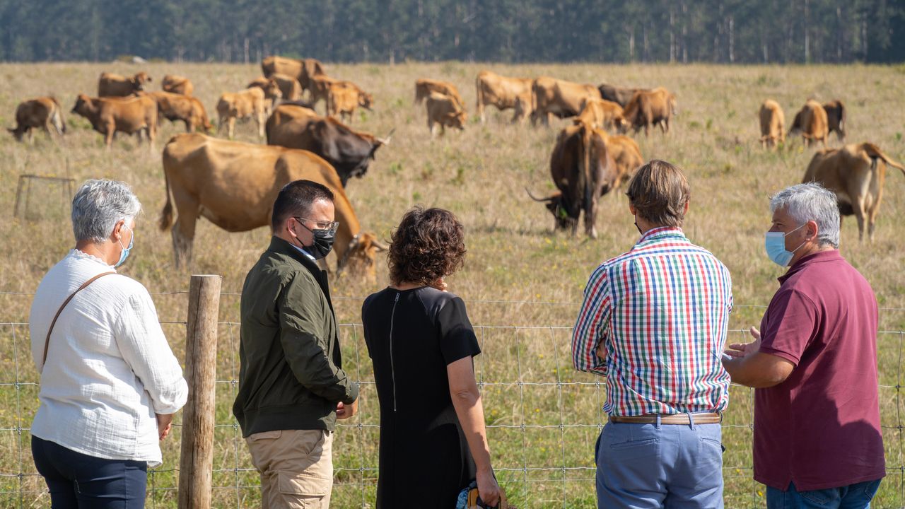 Una treintena de vacas combaten el fuego en Tomiño limpiando el monte - Vimarsana News