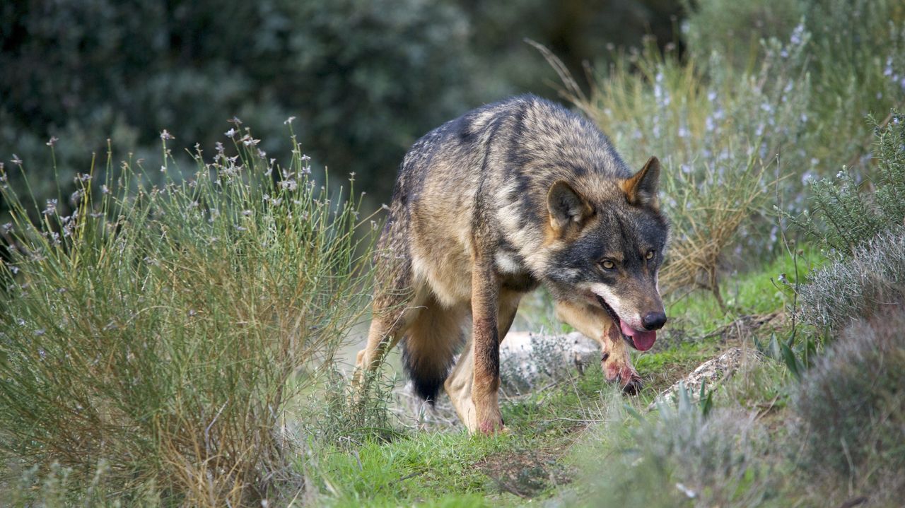 La protección total del lobo deja a los ganaderos sin ayudas ante sus ataques - Vimarsana News