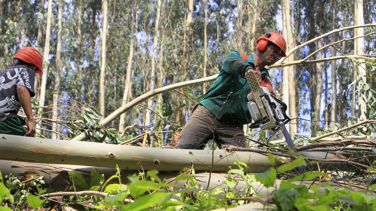 Nadie quiere trabajar en el monte - Vimarsana News