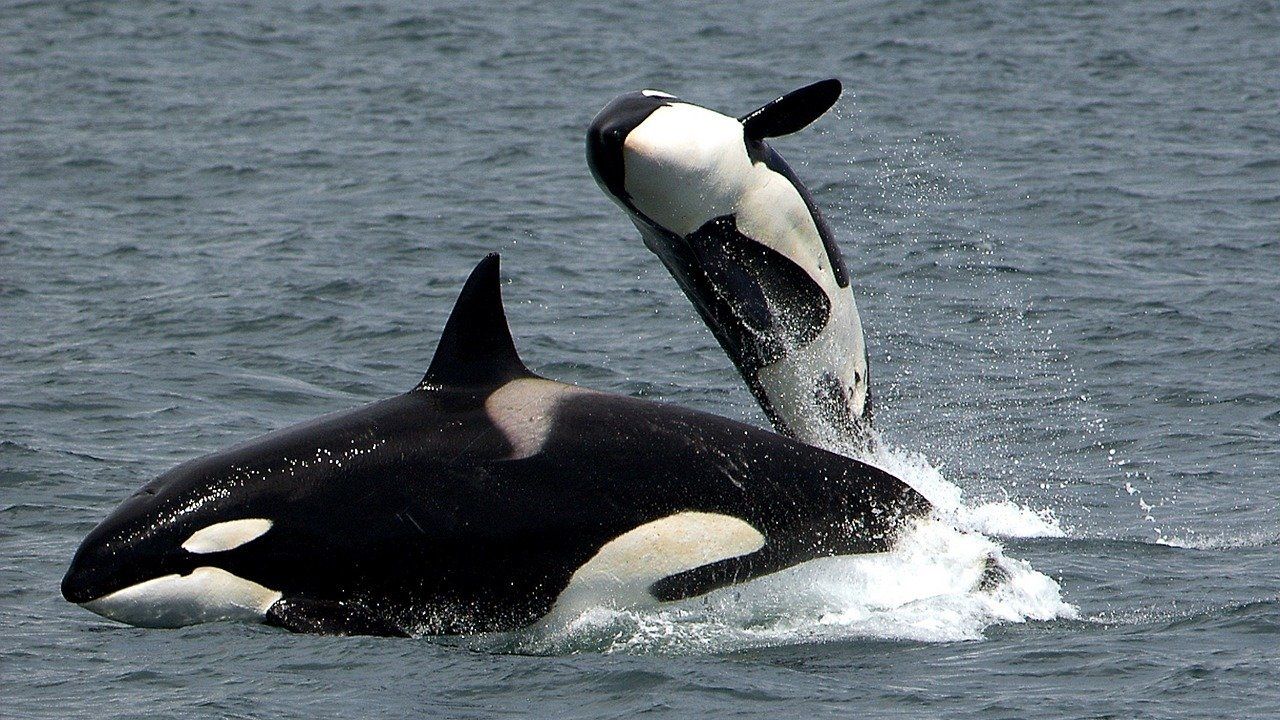Las orcas y el desastre de su efecto imitación