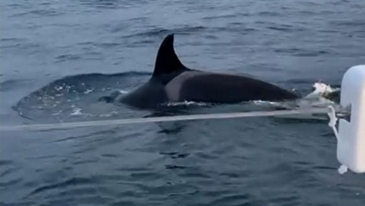 “Duas grandes orcas não viraram nosso barco porque o mar estava calmo”