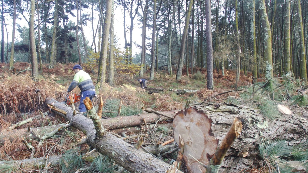 Details 48 dónde pedir permiso para cortar árboles en galicia