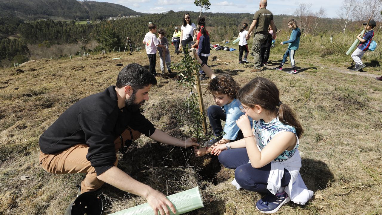 Jornada mundial con eco en A Mariña, que ya tiene más vida con los árboles