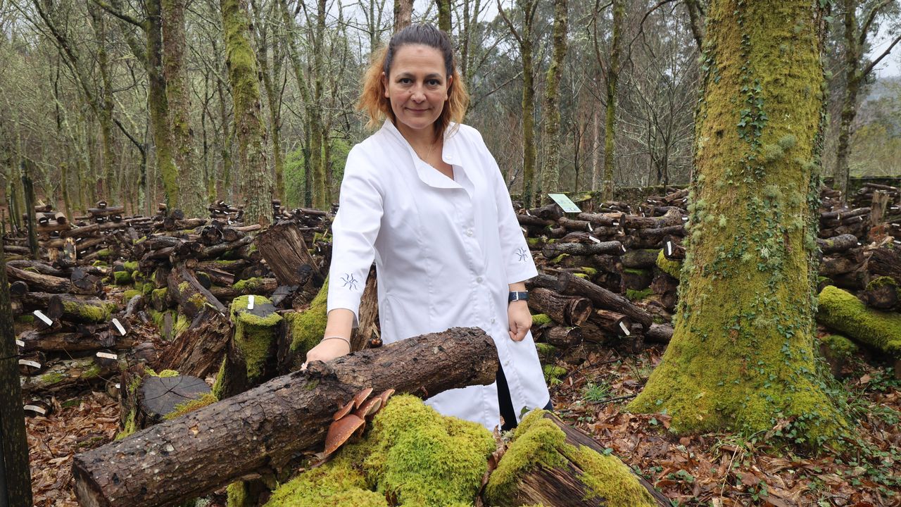 Hifas da Terra, la empresa de Galicia que cultiva cordyceps : «'The Last of  Us' no podría ocurrir nunca»