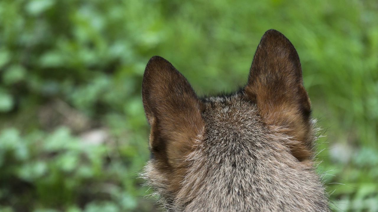 Es necesario cazar zorros como gestión o por interés cinegético