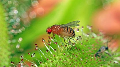 Una «Drosophila melanogaster» con su característico ojo rojo