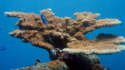 El calentamiento global afecta a los corales, hasta el punto de que podría provocar su muerte si no se revierte el proceso