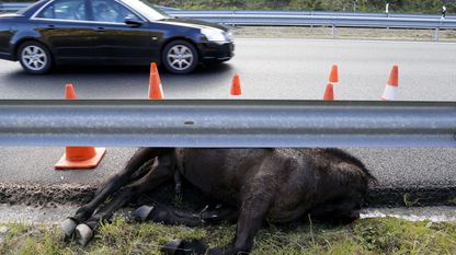 Imagen de archivo de un accidente con caballos en la A-52