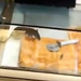 Una rata merienda una empanada del mostrador de una cafetería de Avilés